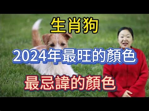 生肖狗幸運色|2024年属狗人穿什么颜色最旺 2024年属狗的幸运色